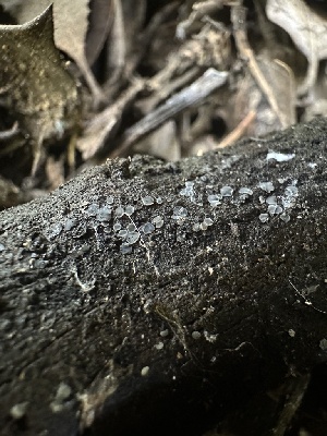  ( - HAY-F-002720)  @11 [ ] c (2023) Rudy Diaz Fungal Diversity Survey