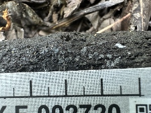  (Dermateaceae - HAY-F-002720)  @11 [ ] c (2023) Rudy Diaz Fungal Diversity Survey