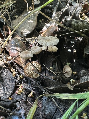  ( - HAY-F-002736)  @11 [ ] c (2023) Rudy Diaz Fungal Diversity Survey