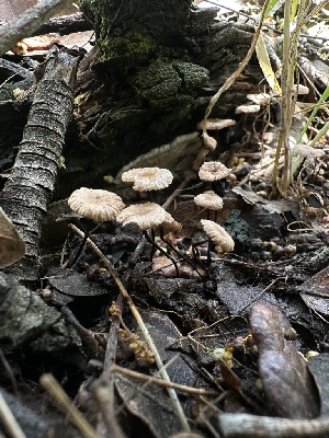  ( - HAY-F-002736)  @11 [ ] c (2023) Rudy Diaz Fungal Diversity Survey