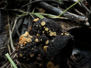  ( - HAY-F-002734)  @11 [ ] c (2023) Rudy Diaz Fungal Diversity Survey