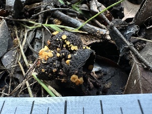  ( - HAY-F-002734)  @11 [ ] c (2023) Rudy Diaz Fungal Diversity Survey