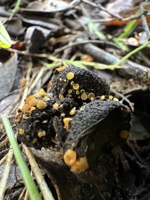 ( - HAY-F-002734)  @11 [ ] c (2023) Rudy Diaz Fungal Diversity Survey
