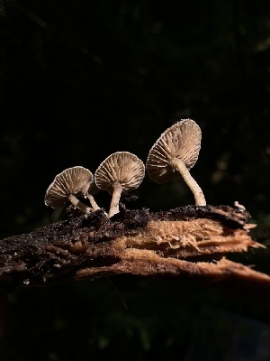  (Simocybe sp. haustellaris-PNW01 - HAY-F-002739)  @11 [ ] c (2023) Rudy Diaz Fungal Diversity Survey