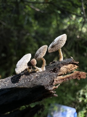 ( - HAY-F-002739)  @11 [ ] c (2023) Rudy Diaz Fungal Diversity Survey