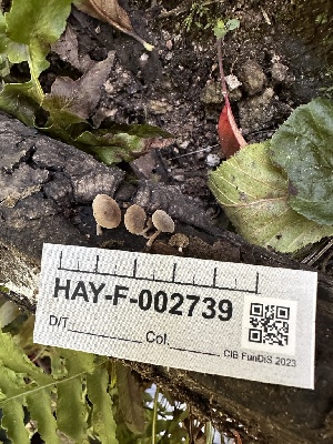  ( - HAY-F-002739)  @11 [ ] c (2023) Rudy Diaz Fungal Diversity Survey