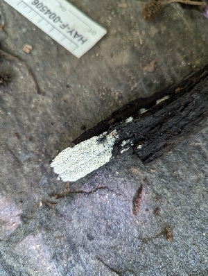  ( - HAY-F-004506)  @11 [ ] by-nc (2023) Stu Pickell Fungal Diversity Survey