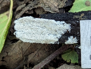  ( - HAY-F-004506)  @11 [ ] by-nc (2023) Stu Pickell Fungal Diversity Survey