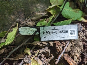  ( - HAY-F-004506)  @11 [ ] by-nc (2023) Stu Pickell Fungal Diversity Survey