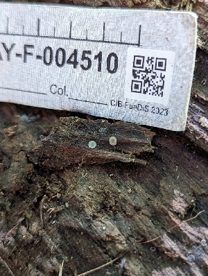  ( - HAY-F-004510)  @11 [ ] by-nc (2023) Stu Pickell Fungal Diversity Survey