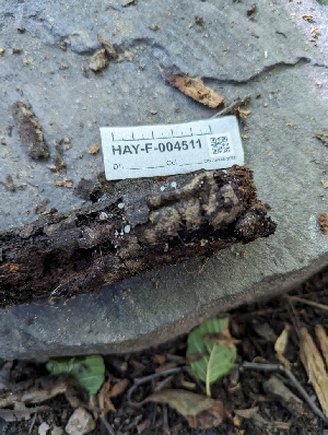  (Porotheleaceae - HAY-F-004511)  @11 [ ] by-nc (2023) Stu Pickell Fungal Diversity Survey