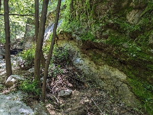  (Morchella rufobrunnea - HAY-F-004516)  @11 [ ] by-nc (2023) Stu Pickell Fungal Diversity Survey