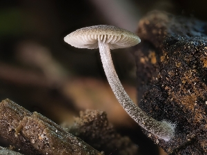  (Pluteus sp. thomsonii-PNW04 - HAY-F-004514)  @11 [ ] by-nc (2023) Stu Pickell Fungal Diversity Survey