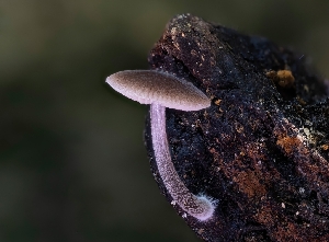  ( - HAY-F-004514)  @11 [ ] by-nc (2023) Stu Pickell Fungal Diversity Survey