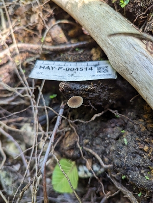  ( - HAY-F-004514)  @11 [ ] by-nc (2023) Stu Pickell Fungal Diversity Survey