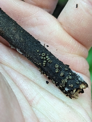  ( - HAY-F-004517)  @11 [ ] by-nc (2023) Stu Pickell Fungal Diversity Survey