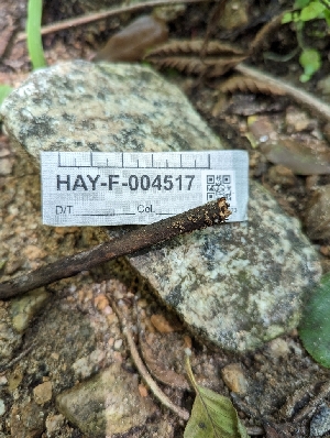  ( - HAY-F-004517)  @11 [ ] by-nc (2023) Stu Pickell Fungal Diversity Survey