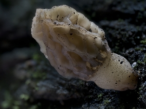  ( - HAY-F-004516)  @11 [ ] by-nc (2023) Stu Pickell Fungal Diversity Survey
