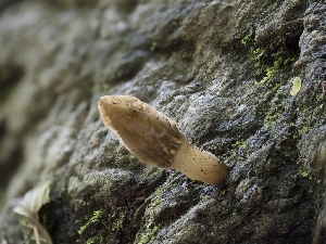  ( - HAY-F-004516)  @11 [ ] by-nc (2023) Stu Pickell Fungal Diversity Survey