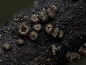  ( - HAY-F-004517)  @11 [ ] by-nc (2023) Stu Pickell Fungal Diversity Survey