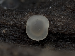  ( - HAY-F-004510)  @11 [ ] by-nc (2023) Stu Pickell Fungal Diversity Survey