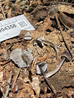  ( - HAY-F-004358)  @11 [ ] by-nc (2023) Jaren Hockert Fungal Diversity Survey