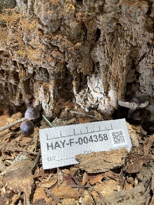  ( - HAY-F-004358)  @11 [ ] by-nc (2023) Jaren Hockert Fungal Diversity Survey
