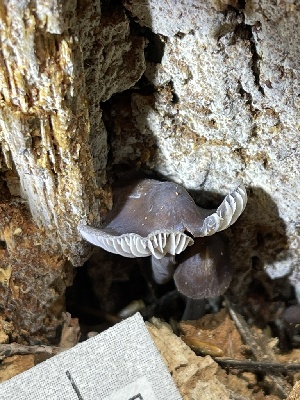  ( - HAY-F-004358)  @11 [ ] by-nc (2023) Jaren Hockert Fungal Diversity Survey