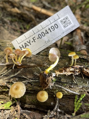  (Chromosera - HAY-F-004190)  @11 [ ] by-nc (2023) Jaren Hockert Fungal Diversity Survey