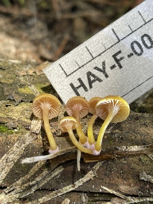 ( - HAY-F-004190)  @11 [ ] by-nc (2023) Jaren Hockert Fungal Diversity Survey