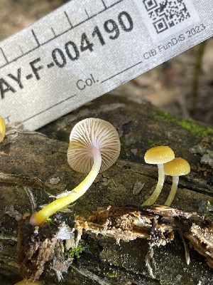  ( - HAY-F-004190)  @11 [ ] by-nc (2023) Jaren Hockert Fungal Diversity Survey