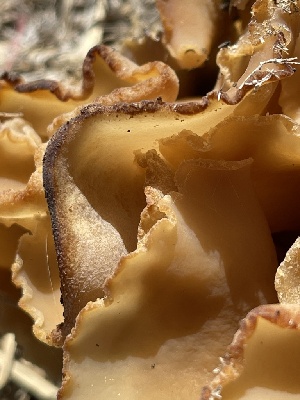  ( - HAY-F-004353)  @11 [ ] by-nc (2023) Jaren Hockert Fungal Diversity Survey