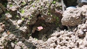  ( - HAY-F-002218)  @11 [ ] by-nc (2023) Thea Chesney Fungal Diversity Survey