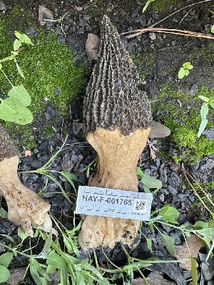  ( - HAY-F-001765)  @11 [ ] by-nc (2023) Bat Vardeh Fungal Diversity Survey