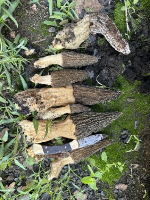  ( - HAY-F-001765)  @11 [ ] by-nc (2023) Bat Vardeh Fungal Diversity Survey