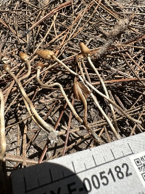  ( - HAY-F-005182)  @11 [ ] c (2023) Rudy Diaz Fungal Diversity Survey