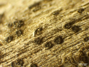 (Bezerromycetales - HAY-F-002647)  @11 [ ] c (2023) Rudy Diaz Fungal Diversity Survey