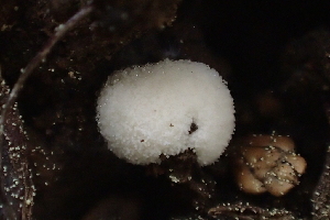  (Zygomycetes - HAY-F-005371)  @11 [ ] by-nc (2023) Damon Tighe Fungal Diversity Survey