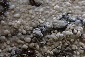  (Peniophora exima - HAY-F-005385)  @11 [ ] by-nc (2023) Damon Tighe Fungal Diversity Survey