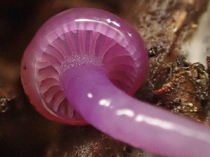  ( - HAY-F-005387)  @11 [ ] by-nc (2023) Damon Tighe Fungal Diversity Survey