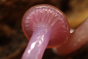  ( - HAY-F-005387)  @11 [ ] by-nc (2023) Damon Tighe Fungal Diversity Survey
