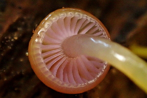 ( - HAY-F-005387)  @11 [ ] by-nc (2023) Damon Tighe Fungal Diversity Survey