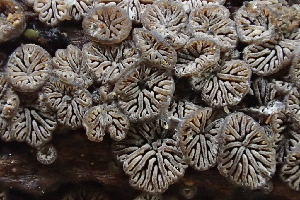  ( - HAY-F-005390)  @11 [ ] by-nc (2023) Damon Tighe Fungal Diversity Survey