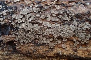  ( - HAY-F-005390)  @11 [ ] by-nc (2023) Damon Tighe Fungal Diversity Survey