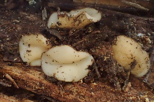  (Chaetothiersia vernalis - HAY-F-005391)  @11 [ ] by-nc (2023) Damon Tighe Fungal Diversity Survey