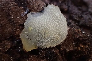  (Hyaloriaceae - HAY-F-005392)  @11 [ ] by-nc (2023) Damon Tighe Fungal Diversity Survey
