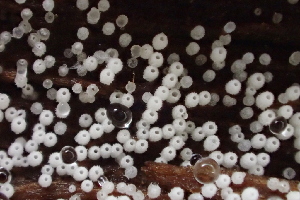  ( - HAY-F-005373)  @11 [ ] by-nc (2023) Damon Tighe Fungal Diversity Survey