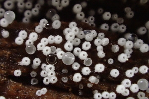  ( - HAY-F-005373)  @11 [ ] by-nc (2023) Damon Tighe Fungal Diversity Survey