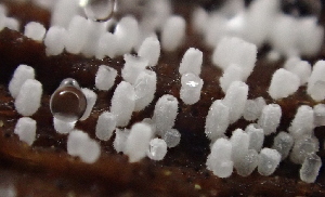  ( - HAY-F-005373)  @11 [ ] by-nc (2023) Damon Tighe Fungal Diversity Survey