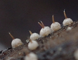  ( - HAY-F-005374)  @11 [ ] by-nc (2023) Damon Tighe Fungal Diversity Survey